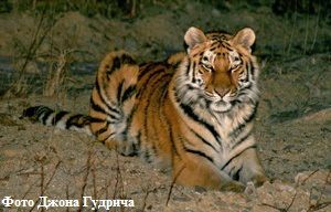 амурский тигр Таня