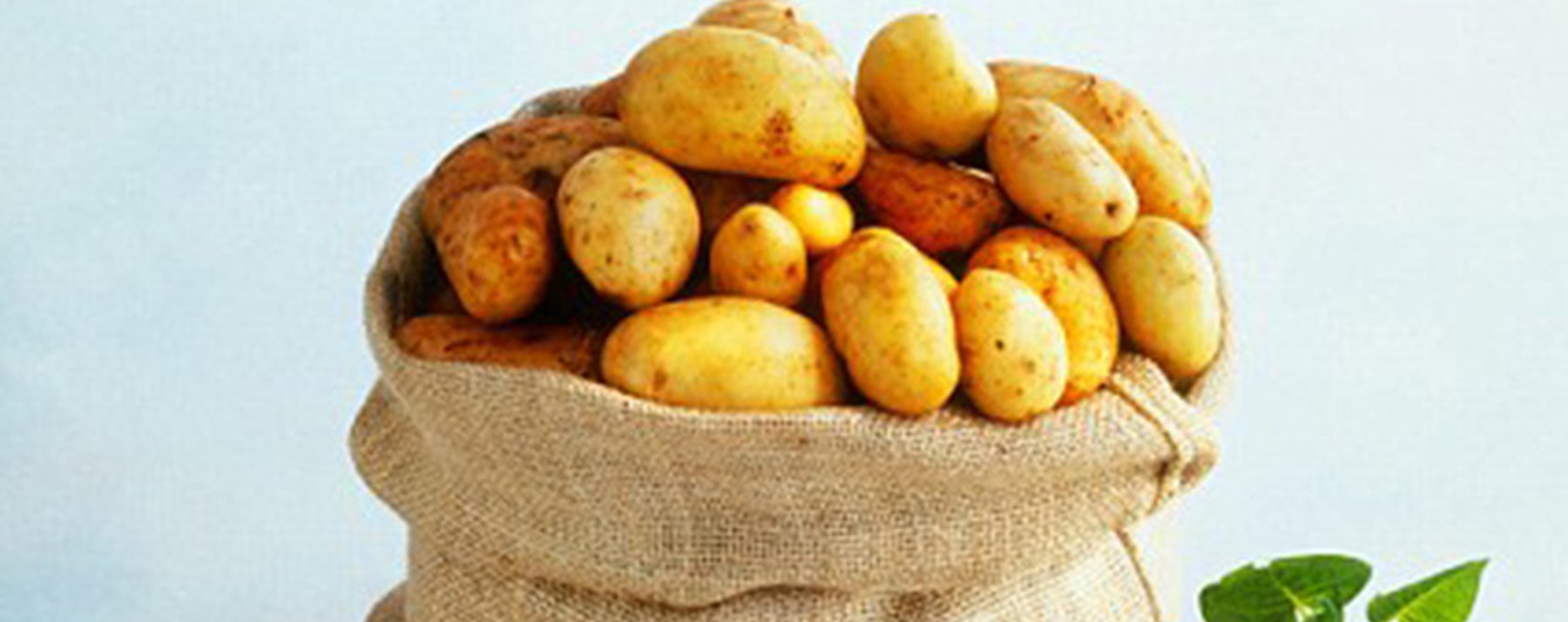 Праздник картошки
