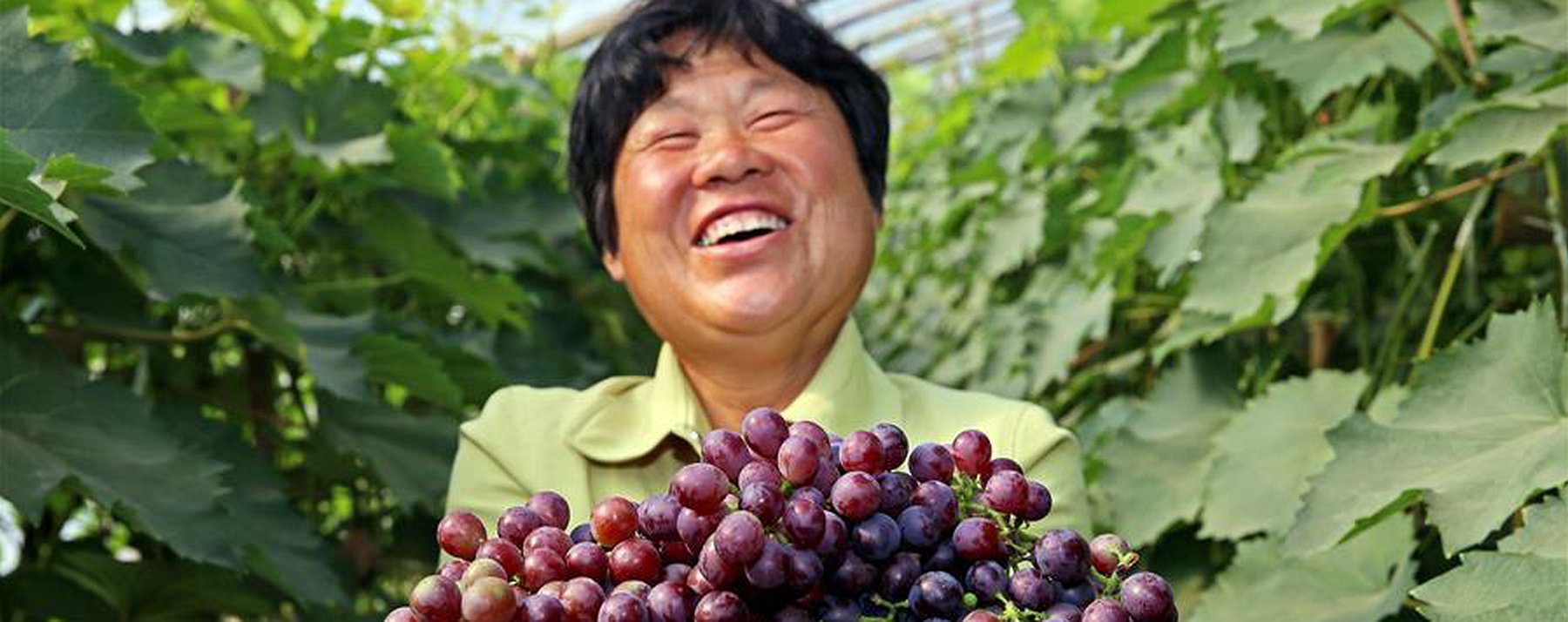 Виноград Китай