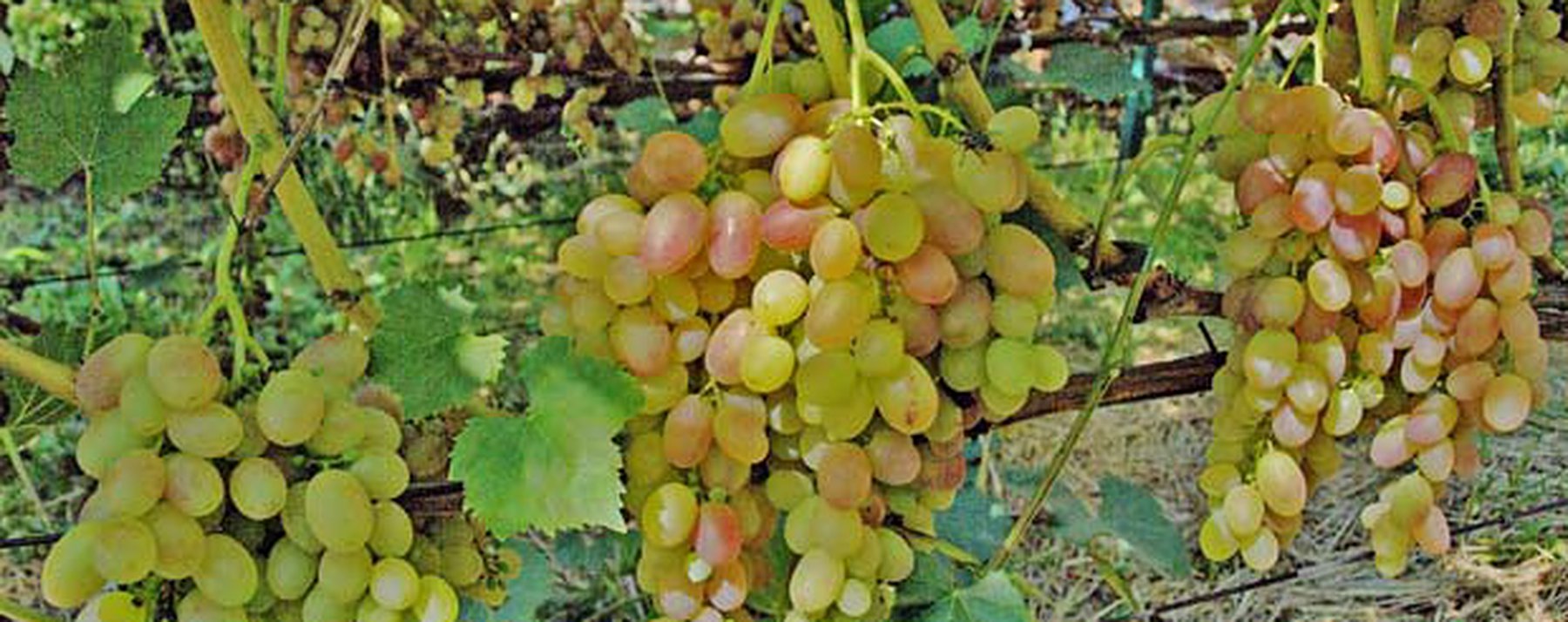 Афиша виноград