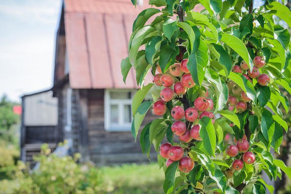 Колоновидные Плодовые Деревья Для Подмосковья Фото